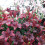 (3) MAPIRA LONGIFLORUM ASIATIC LILY 3
