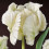 (20) WHITE REBEL PARROT TULIPS 3