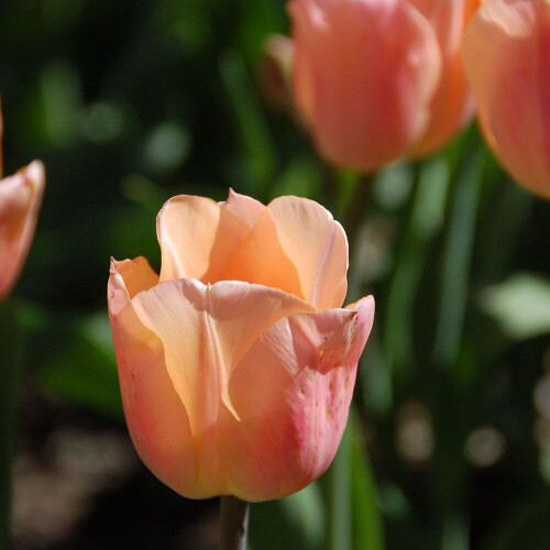 (10) APRICOT BEAUTY SINGLE EARLY TULIP 1