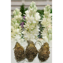 (3) 1-10 POLIANTHES THE PEARL SEMI-DOUBLE (TUBEROSA) BULBS FRAGRANT SIZE 12/14