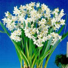 (6) PAPERWHITE GRANDIFLORA TAZETTA (POETAZ) NARCISSI