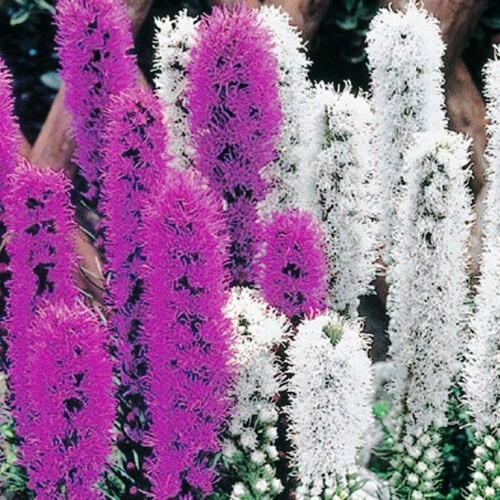 (6) LIATRIS SPICATA MIXED 2