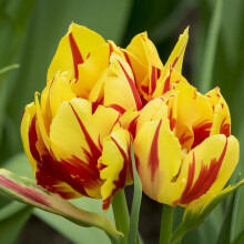 (20) MONSELLA DOUBLE EARLY TULIPS