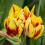 (20) MONSELLA DOUBLE EARLY TULIPS 1