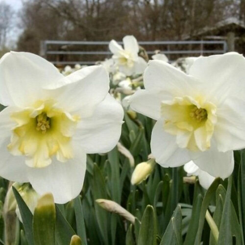 (20) PAPILLON BLANC SPLIT CORONA DAFFODIL