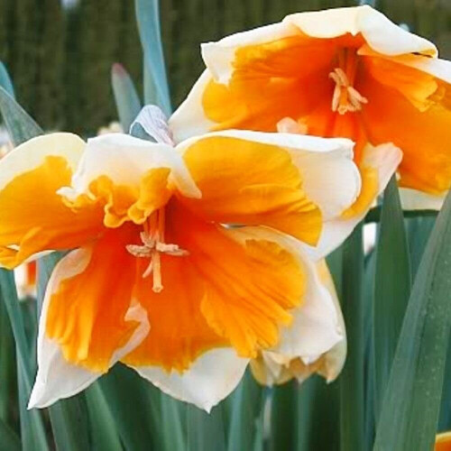 (10) ORANGERY SPLIT CORONA DAFFODIL 1