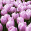 (10) CANDY PRINCE  SINGLE EARLY TULIP 2