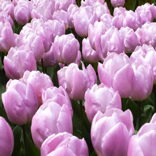 (10) CANDY PRINCE  SINGLE EARLY TULIP 1