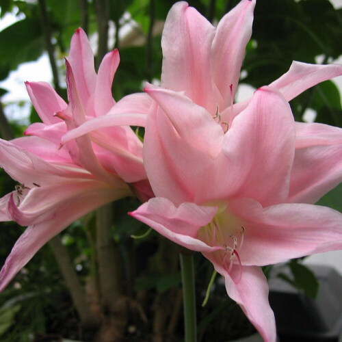 (1) AMARCRINUM HOWARDII CRINODONNA CORSII 1