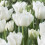 (20) MOUNT TACOMA  DOUBLE EARLY TULIPS 1