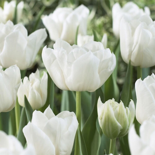 (20) MOUNT TACOMA  DOUBLE EARLY TULIPS