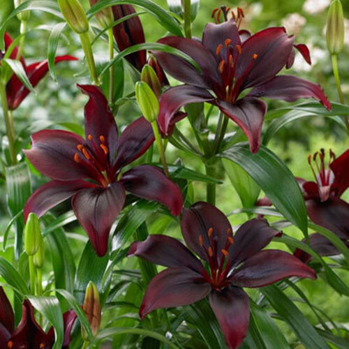 (12) MAPIRA LONGIFLORUM ASIATIC LILY 1