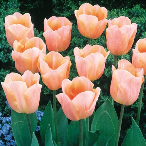 (10) APRICOT BEAUTY SINGLE EARLY TULIP 2