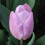 (20) CANDY PRINCE  SINGLE EARLY TULIP 1