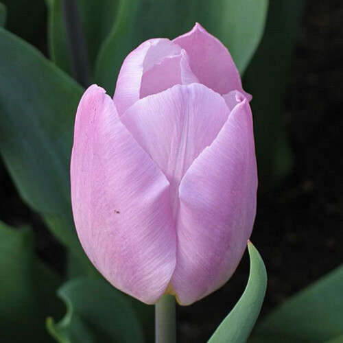 (20) CANDY PRINCE  SINGLE EARLY TULIP