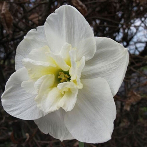 (20) PAPILLON BLANC SPLIT CORONA DAFFODIL 1