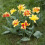 (20) MONSELLA DOUBLE EARLY TULIPS 2
