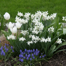 (6) Ready Potted 9cm Pot THALIA NARCISSUS Miniature Daffodil/Narcissi