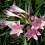 (1) AMARCRINUM HOWARDII CRINODONNA CORSII 3
