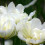 (20) MOUNT TACOMA  DOUBLE EARLY TULIPS 2