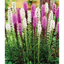 (2) LIATRIS SPICATA MIXED