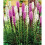 (2) LIATRIS SPICATA MIXED 1