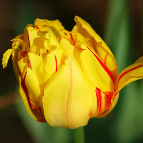 (20) MONSELLA DOUBLE EARLY TULIPS 2