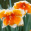 (20) ORANGERY SPLIT CORONA DAFFODIL 2