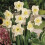 (20) PAPILLON BLANC SPLIT CORONA DAFFODIL 3