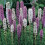 (2) LIATRIS SPICATA MIXED 2