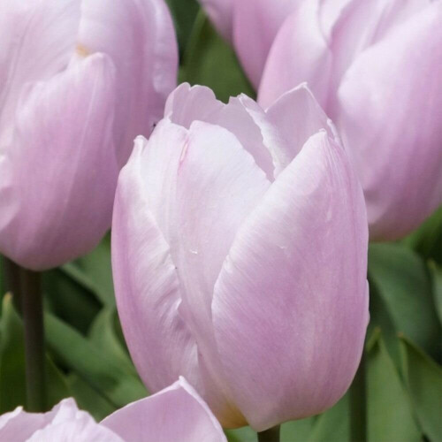 (20) CANDY PRINCE  SINGLE EARLY TULIP 2