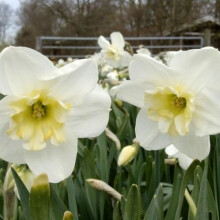 (10) PAPILLON BLANC SPLIT CORONA DAFFODIL