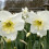 (10) PAPILLON BLANC SPLIT CORONA DAFFODIL 1