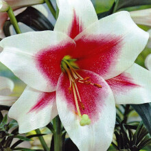 (6) TRIUMPHATOR LONGIFLORUM ORIENTAL LILY (ZANLOPHATOR)