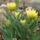 (20) MONTE CARLO DOUBLE EARLY TULIPS 3