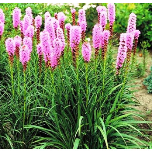 (4) LIATRIS SPICATA PINK 1