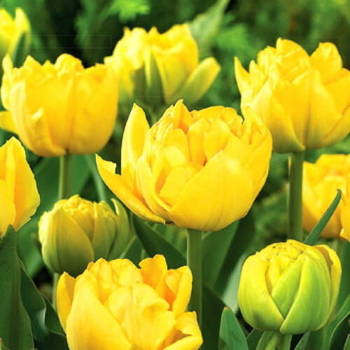 (10) MONTE CARLO DOUBLE EARLY TULIPS 1