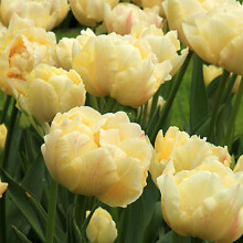 (10) VERONA DOUBLE EARLY TULIPS