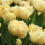 (10) VERONA DOUBLE EARLY TULIPS 1
