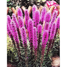 (10) LIATRIS SPICATA PINK