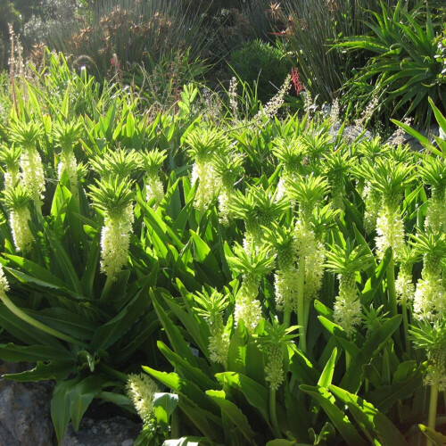 (1) EUCOMIS AUTUMNALIS (Pineapple Lily) 2