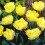 (20) VERONA DOUBLE EARLY TULIPS 3