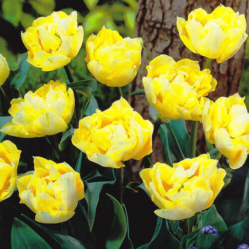 (20) VERONA DOUBLE EARLY TULIPS 2