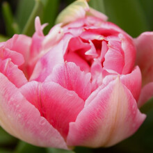 (10) PEACH BLOSSOM DOUBLE EARLY TULIPS