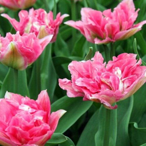 (20) PEACH BLOSSOM DOUBLE EARLY TULIPS 2