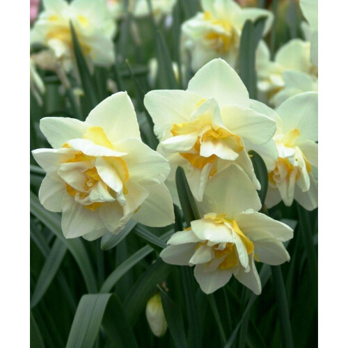 (20KG) White Lion Double Daffodil/Narcissi Bulbs 2