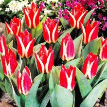 (6) Ready Potted 9cm Pot PINOCCHIO Greigii Tulip Bulbs
