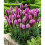 (4) LIATRIS SPICATA PINK 3