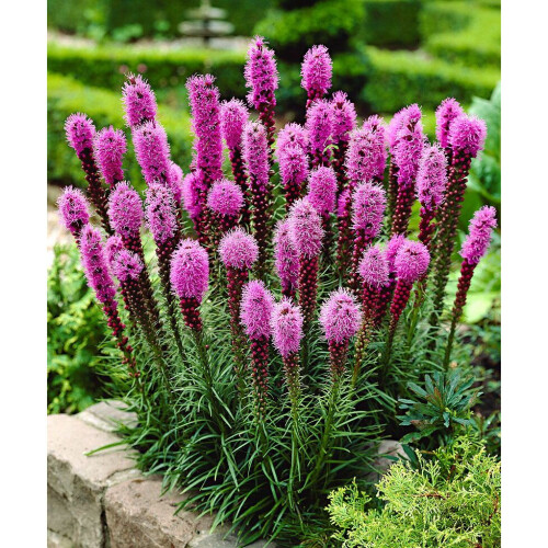 (4) LIATRIS SPICATA PINK 2