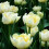 (10) VERONA DOUBLE EARLY TULIPS 2